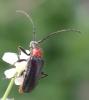 Dinoptera collaris